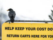 A raven carries food in its beak as it sits atop a sign in a Costco parking lot on Wednesday, March 24, 2021 in south Anchorage. People have been sharing stories on social media of ravens stealing food from their carts while they load groceries into their vehicles.