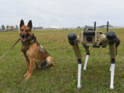 Sunny, a 325th Security Forces Squadron military working dog, poses March 24 next to a quad-legged unmanned ground vehicle at Tyndall Air Force Base, Fla. (Airman 1st Class Anabel Del Valle/U.S.