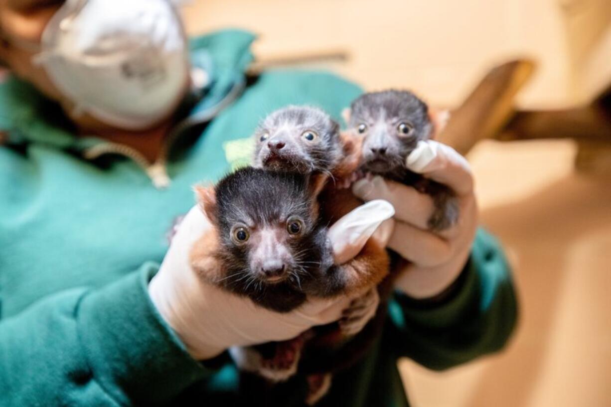 After 16 years since the last birth of lemurs at Woodland Park Zoo, the zoo family is celebrating a litter of three red ruffed lemurs born March 29. The triplets were born to first-time mom Sally.