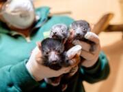 After 16 years since the last birth of lemurs at Woodland Park Zoo, the zoo family is celebrating a litter of three red ruffed lemurs born March 29. The triplets were born to first-time mom Sally.