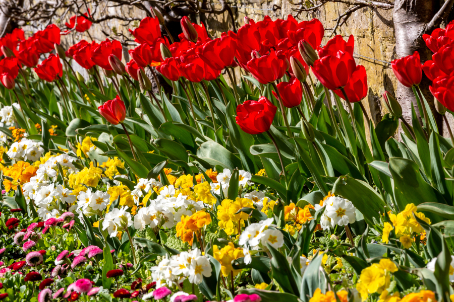 Pairing hardy primrose with tall tulips make your spring garden look more like a magazine spread.