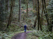 A cloudy spring day offers a calm experience on the Firelane 12 Trail in Forest Park.