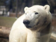 Polar bear Nora is back at the Oregon Zoo, seen here March 31. She isn't yet officially on display, but is already making use of the new Polar Passage habitat and can at times be seen by zoo visitors.