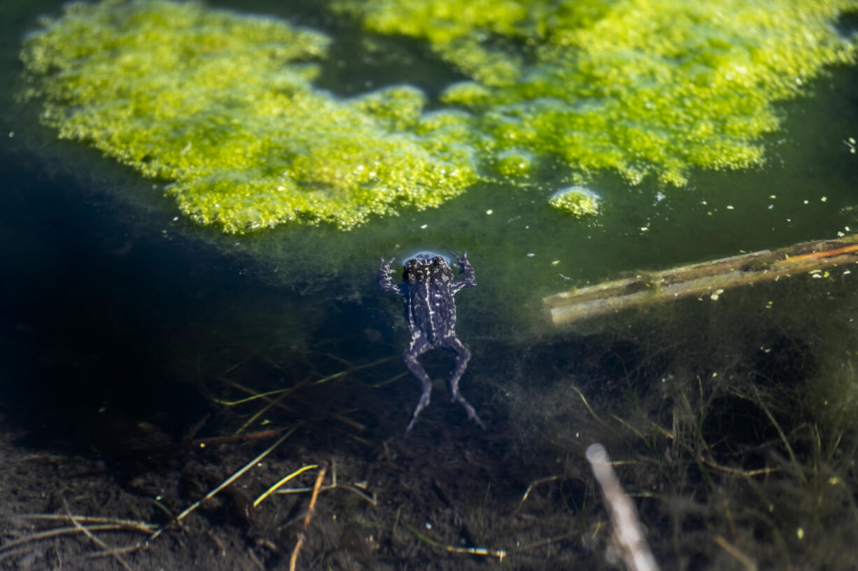 The endangered black toad has the smallest range of any amphibian in North America: a mere 400 acres on the remote Deep Springs College campus nestled between the Inyo and White mountain ranges in Inyo County, Calif.