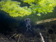 The endangered black toad has the smallest range of any amphibian in North America: a mere 400 acres on the remote Deep Springs College campus nestled between the Inyo and White mountain ranges in Inyo County, Calif.