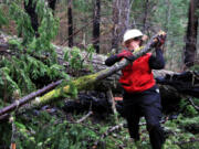 Trail crew volunteer Roberta Cobb clears a fallen limb on the Pacific Crest Trail as it winds through the burn area of the Eagle Creek fire in the Columbia River Gorge.