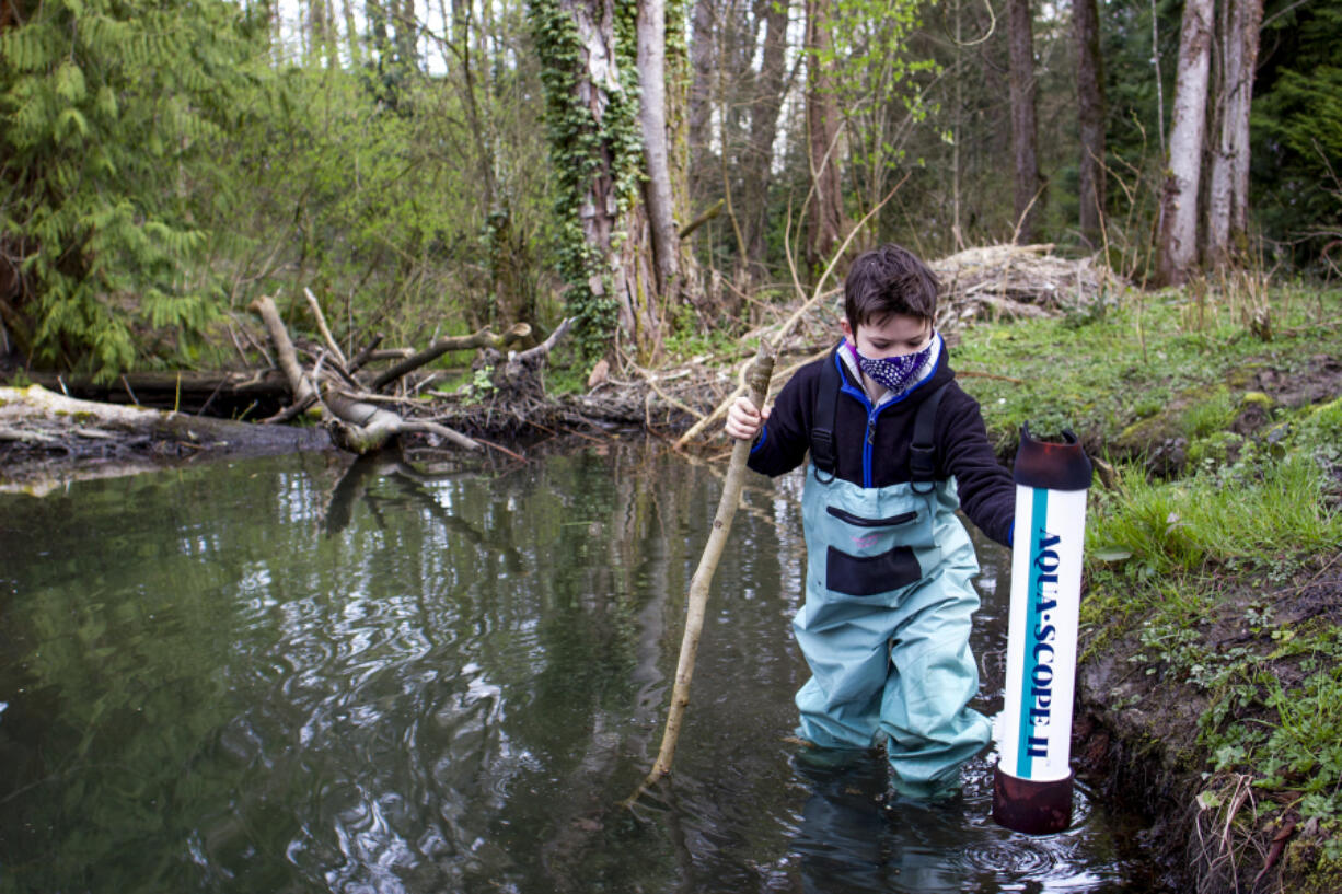 Fourth-grader Tarroh Bashore of Seattle wades through a beaver-dammed section of Thornton Creek in search of amphibian egg sacs as part of a volunteer monitoring program.