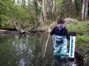 Fourth-grader Tarroh Bashore of Seattle wades through a beaver-dammed section of Thornton Creek in search of amphibian egg sacs as part of a volunteer monitoring program.