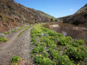 The Klickitat Trail runs through Swale Canyon, with yellow desert parsley flowers blooming along Swale Creek in early spring.