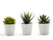 Succulents are low maintenance and make a cheerful gift.