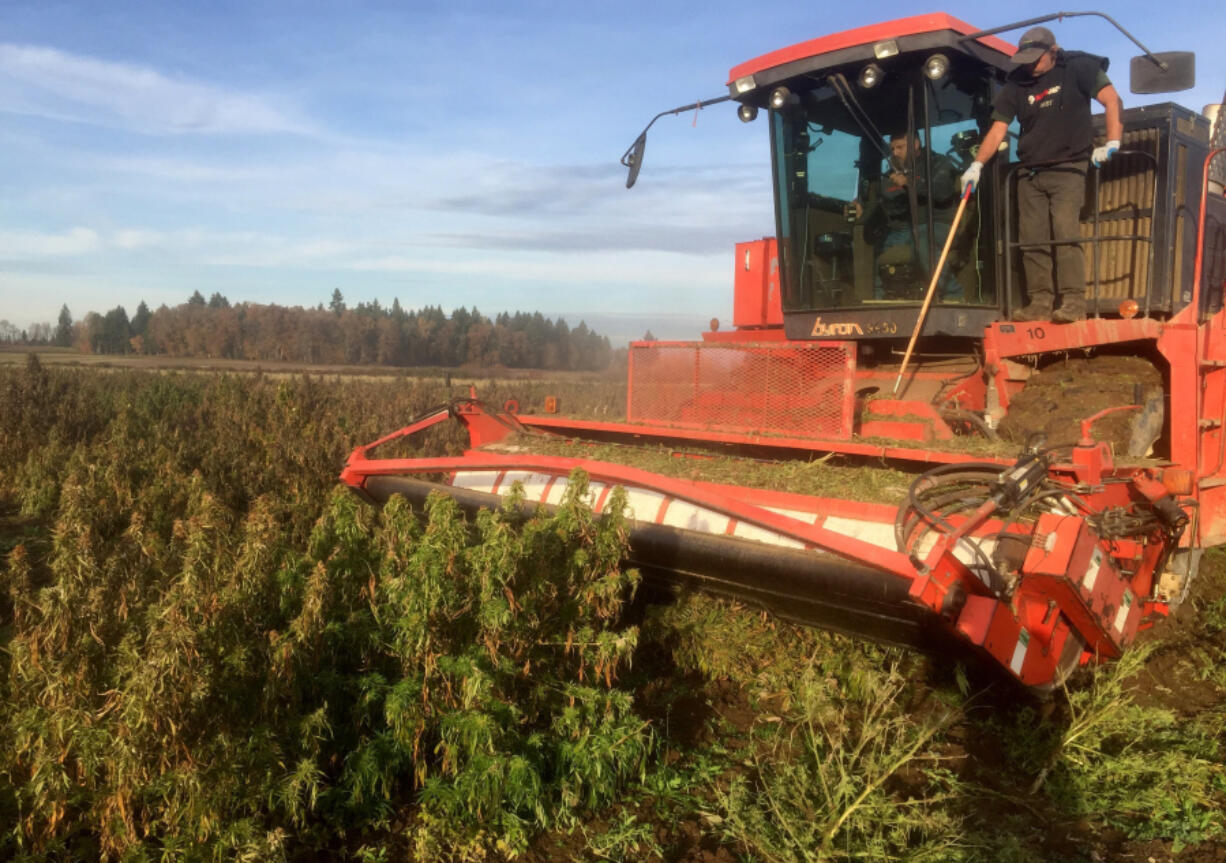 A mechanized harvester is deployed in a Sauvie Island hemp field to strip off plant foliage, a raw material for CBD products.