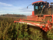 A mechanized harvester is deployed in a Sauvie Island hemp field to strip off plant foliage, a raw material for CBD products.