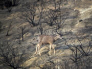 A deer searches for food while passing through the Bond fire burn scar in Silverado Canyon in Silverado, Calif., on Jan. 28, 2021. (Allen J.