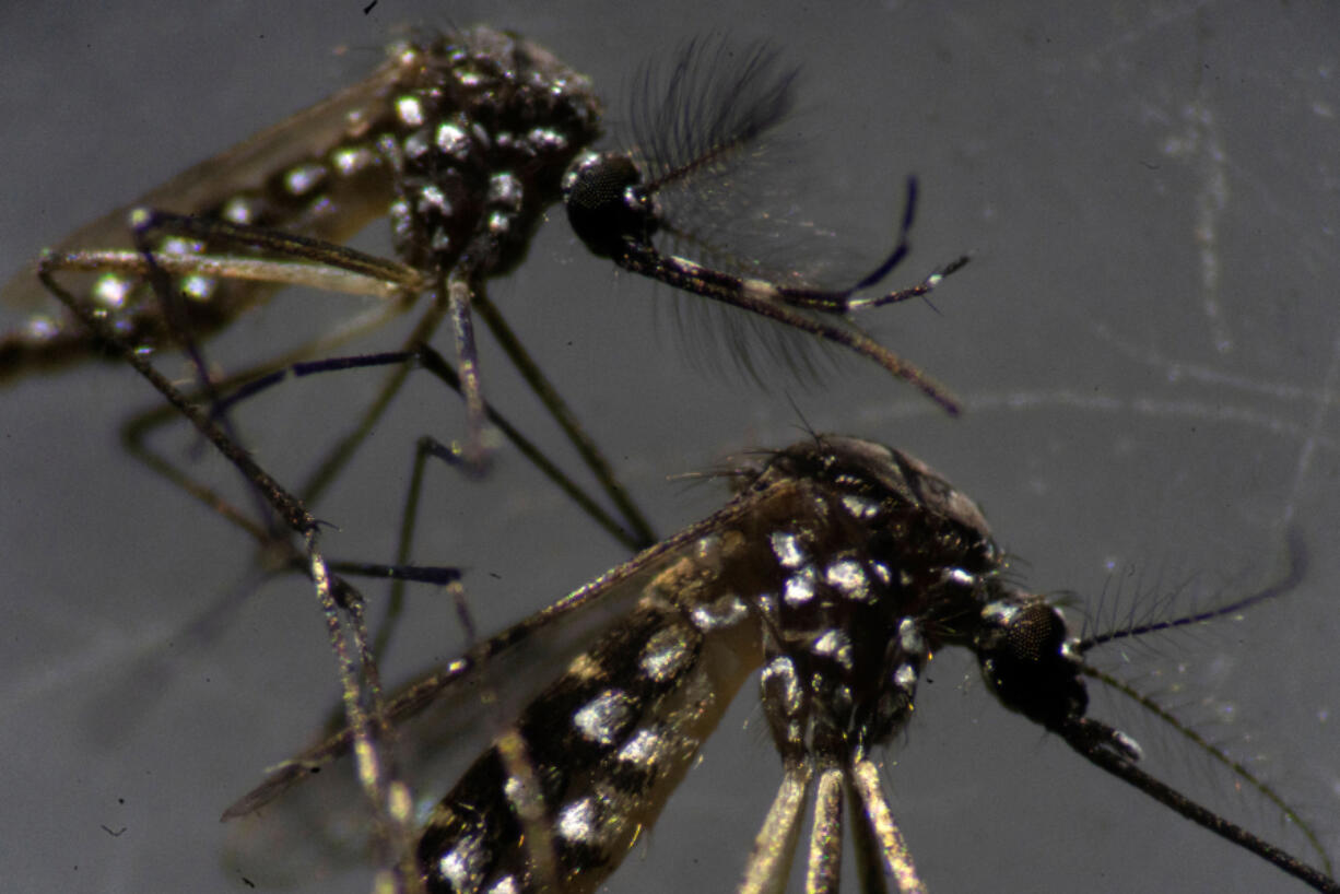 Male, top, and female Aedes aegypti mosquitoes are seen through a microscope at the Oswaldo Cruz Foundation laboratory in Rio de Janeiro, Brazil, on Aug. 14, 2019.