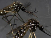 Male, top, and female Aedes aegypti mosquitoes are seen through a microscope at the Oswaldo Cruz Foundation laboratory in Rio de Janeiro, Brazil, on Aug. 14, 2019.