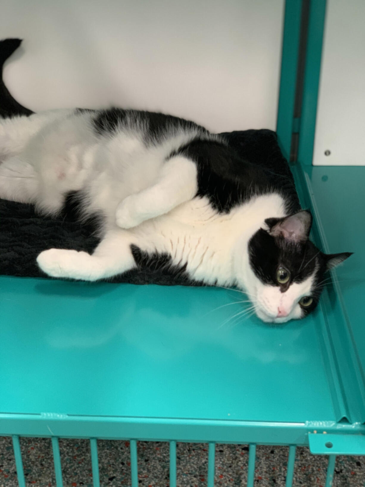 This cutie named Baby and all of the West Columbia Gorge Humane Society&#039;s shelter cats moved to a temporary location at WellHaven Pet Health Mill Plain while details about a new shelter are worked out.