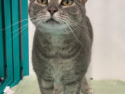 Isadora is an adoptable female kitty under 2 years old who was moved to the West Columbia Gorge Humane Society&#039;s temporary cat shelter at WellHaven Pet Health.