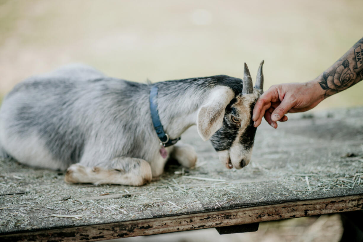 Odd Man Inn&#039;s mission is to help as many animals as possible find safety, rehabilitation, socialization and a forever home while giving them a voice as ambassadors for their own kind.