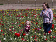 McKenzie Grauer, 2, runs through rows of tulips while her mother, Brandie Grauer follows her on Tuesday, April 6, 2021, at the Holland America Flower Gardens in Woodland. Dozens of people, including families, cyclists and Clark County residents roamed the grounds throughout the day. The Gardens include a show field, where tulips are observed and untouched, and a u-pick field where guests cut their own flowers for 50 cents each. The Gardens opened March 29 and run through Mothers Day on May 9.