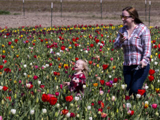 Tulips bloom at Holland America Flower Gardens photo gallery