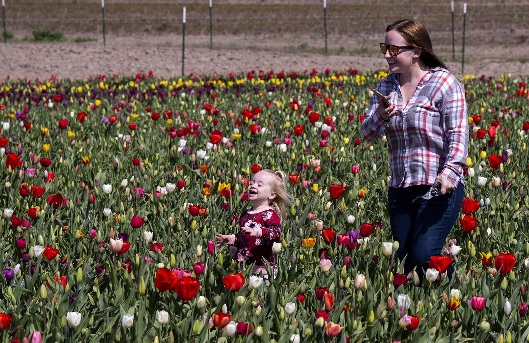 McKenzie Grauer, 2, runs through rows of tulips while her mother, Brandie Grauer follows her on Tuesday, April 6, 2021, at the Holland America Flower Gardens in Woodland. Dozens of people, including families, cyclists and Clark County residents roamed the grounds throughout the day. The Gardens include a show field, where tulips are observed and untouched, and a u-pick field where guests cut their own flowers for 50 cents each. The Gardens opened March 29 and run through Mother’s Day on May 9.