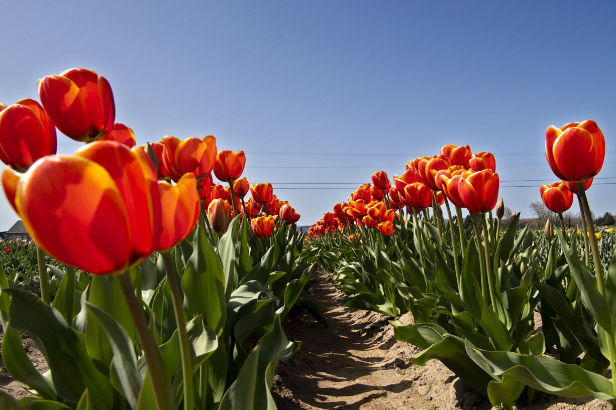 Rows of tulips pictured on Tuesday, April 6, 2021, at the Holland America Flower Gardens in Woodland. Dozens of people, including families, cyclists and Clark County residents roamed the grounds throughout the day. The Gardens include a show field, where tulips are observed and untouched, and a u-pick field where guests cut their own flowers for 50 cents each. The Gardens opened March 29 and run through Mothers Day on May 9.