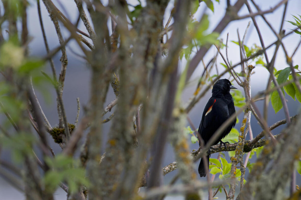 A friendly bird enjoys a break from the spring rain from its perch at Ridgefield National Wildlife Refuge on Thursday morning, April 8, 2021. The refuge provides 5,150 acres wintering habitat for birds migrating through the area as well as for other wildlife.