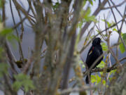 A friendly bird enjoys a break from the spring rain from its perch at Ridgefield National Wildlife Refuge on Thursday morning, April 8, 2021. The refuge provides 5,150 acres wintering habitat for birds migrating through the area as well as for other wildlife.