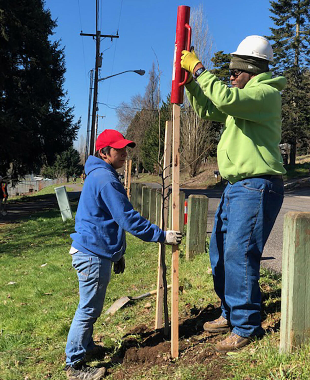 VANCOUVER: Volunteers help plant trees during a past Arbor Day celebration. The city is celebrating trees all month this year and encourages people to enjoy self-guided tree tours.