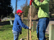 VANCOUVER: Volunteers help plant trees during a past Arbor Day celebration. The city is celebrating trees all month this year and encourages people to enjoy self-guided tree tours.