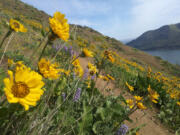 The steep Lyle Cherry Orchard hike is one of the Gorge's less-traveled gems.