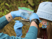 BATTLE GROUND: Center for Agriculture, Science and Environmental Education student Michlin Swanson holds up a salamander for fellow student Adalie Smithline to measure before it is released.