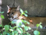 An adult cougar enjoys some shade in Oregon.