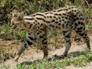 The African Serval is a wild cat native to sub-Saharan Africa. Though some are kept as exotic pets, ownership of these cats is opposed by animal-rights activists, who say even domesticated servals retain wild tendencies.