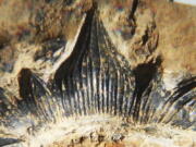 In this undated photo provided by John-Paul Hodnett are a row of teeth on the lower jaw of a 300-million-year-old shark species named this week following a nearly complete skeleton of the species in 2013 in New Mexico. Discoverer Hodnett says it was the short, squat teeth that first alerted him to the possibility that the specimen initially dubbed "Godzilla Shark" could be a species distinct from it's ancient cousins, which have longer, more spear-like teeth. The image was taken using angled light techniques that reveal fossil features underneath sediment.