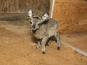 In this April 2021 photo provided by the Brevard Zoo, a baby klipspringer antelope stands in an enclosure at the zoo in Melbourne, Fla. The male calf, born on April 15, is the ninth klipspringer born at the zoo.