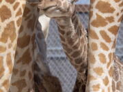 In this photo provided by Zoo Miami, an unnamed male calf, born on Friday, April 2, 2021, is cleaned by his mother at the zoo on Monday, April 5 in Miami.