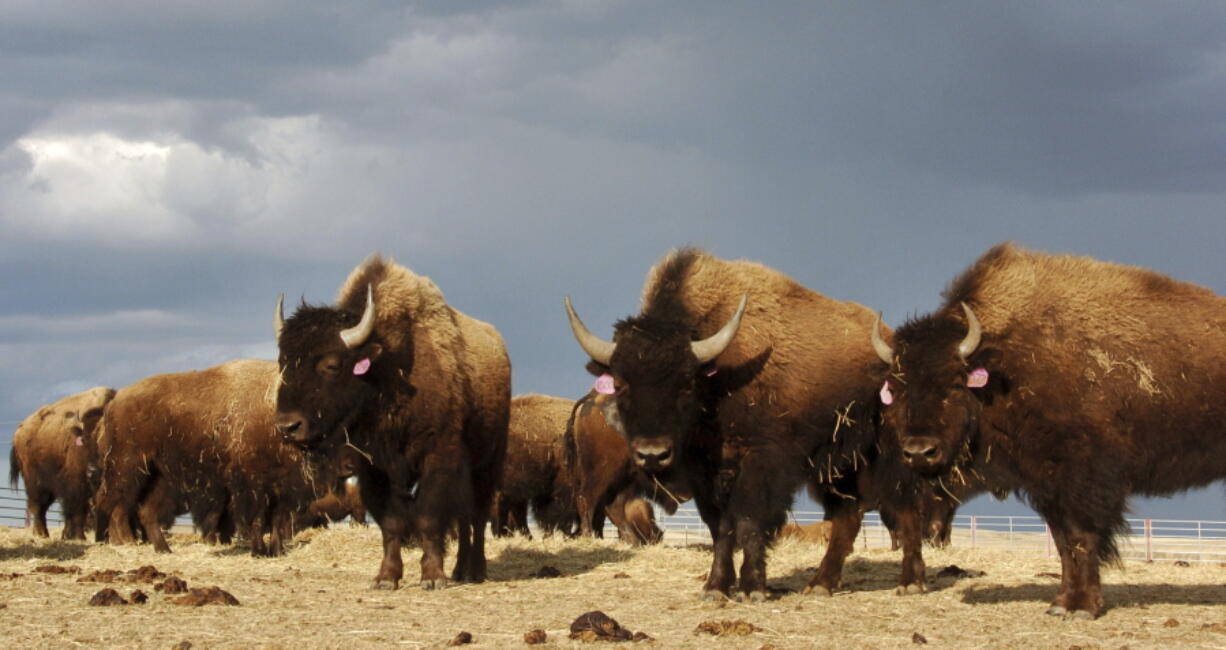 A herd of bison stand in a pen on the Fort Peck Reservation near Poplar, Mont., in 2012.