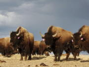 A herd of bison stand in a pen on the Fort Peck Reservation near Poplar, Mont., in 2012.