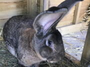 The world's biggest rabbit, Darius, who has been stolen from it's home in Worcestershire, police said.