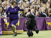 FILE - In this Tuesday, Feb. 11, 2020, file photo, Siba, a standard poodle, competes for Best in Show during 144th Westminster Kennel Club dog show in New York. America&#039;s top dogs won&#039;t have fans at this year&#039;s Westminster Kennel Club dog show. The club announced Monday, March 29, 2021, that spectators and vendors won&#039;t be allowed this year because of coronavirus limitations. It&#039;s the latest in a series of pandemic shakeups to the nation&#039;s most prestigious canine competition, which will be held June 12-13 and has moved from New York City&#039;s Hudson River piers and Madison Square Garden to an outdoor setting 25 miles north of Manhattan.