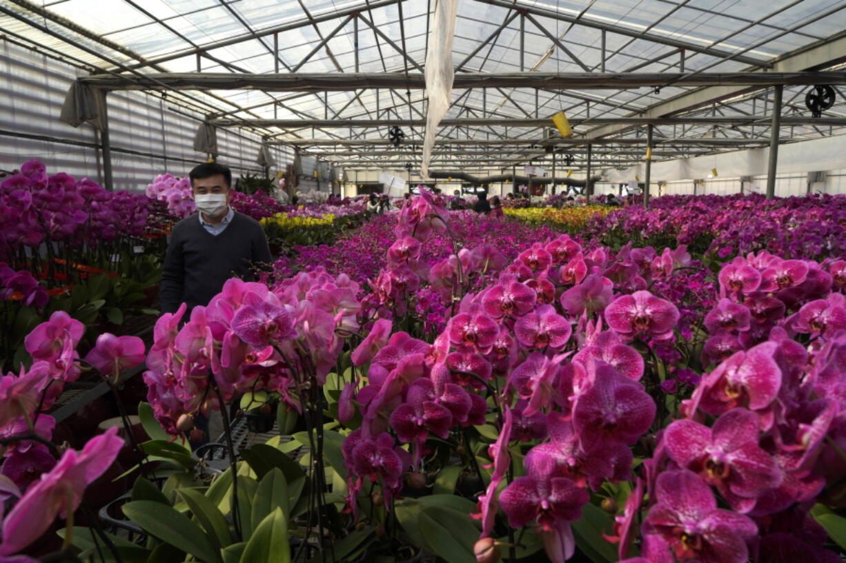 FILE - Pots of Phalaenopsis orchids appear at one of Hong Kong&#039;s largest orchid farms located at Hong Kong&#039;s rural New Territories on Jan. 14, 2021. Not so long ago, orchids were regarded as rare and exotic. But these days, thanks to new propagation techniques, certain varieties are mass-produced. Moth orchids, or Phalaenopsis, gorgeous but common with sweet patterned faces, are widely sold by supermarkets and other retailers.