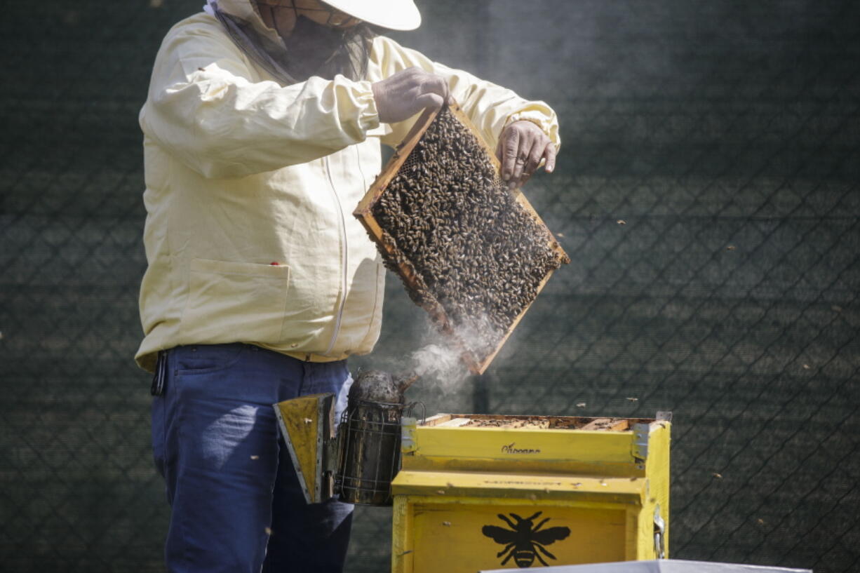 Beekeeper Francesco Capoano moves a frame from a hive at an apiary in Milan, Italy, Thursday, April 22, 2021. A bee collective is introducing 17 new colonies to their new hives on Earth Day, bringing to 1 million Milan's population of honey bees housed in boxes specially designed by artists throughout the city. The seven-year-old project is aimed at educating the public about the importance of bees to the environment, while boosting their population and providing a sweet treat of honey. It is billed as the biggest urban bee collective in Europe.