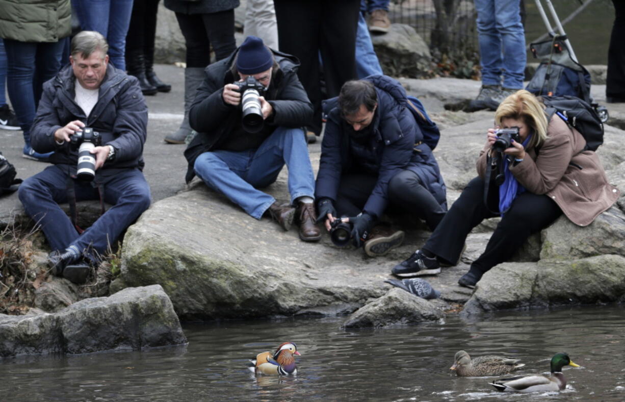 People try to get pictures of a Mandarin duck, center, on Dec. 5, 2018, in Central Park in New York City. The pandemic, which shut so many people inside their homes, has led to an increased appreciation of nature in general, and of outdoor activities like hiking, gardening and birding. Folks who have been bird-watching in Central Park for years say they see lots of newcomers to the hobby.