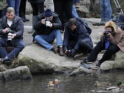 People try to get pictures of a Mandarin duck, center, on Dec. 5, 2018, in Central Park in New York City. The pandemic, which shut so many people inside their homes, has led to an increased appreciation of nature in general, and of outdoor activities like hiking, gardening and birding. Folks who have been bird-watching in Central Park for years say they see lots of newcomers to the hobby.