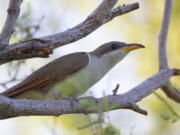 FILE - In this July 8, 2019, file photo provided by the United States Fish and Wildlife Service, shows a yellow-billed cuckoo. U.S. wildlife managers have set aside vast areas across several states as habitat critical to the survival of a rare songbird that migrates each year from Central and South America to breeding grounds in Mexico and the United States. The U.S. Fish and Wildlife Service announced the final habitat designation for the western yellow-billed cuckoo on Tuesday, April 20, 2021.