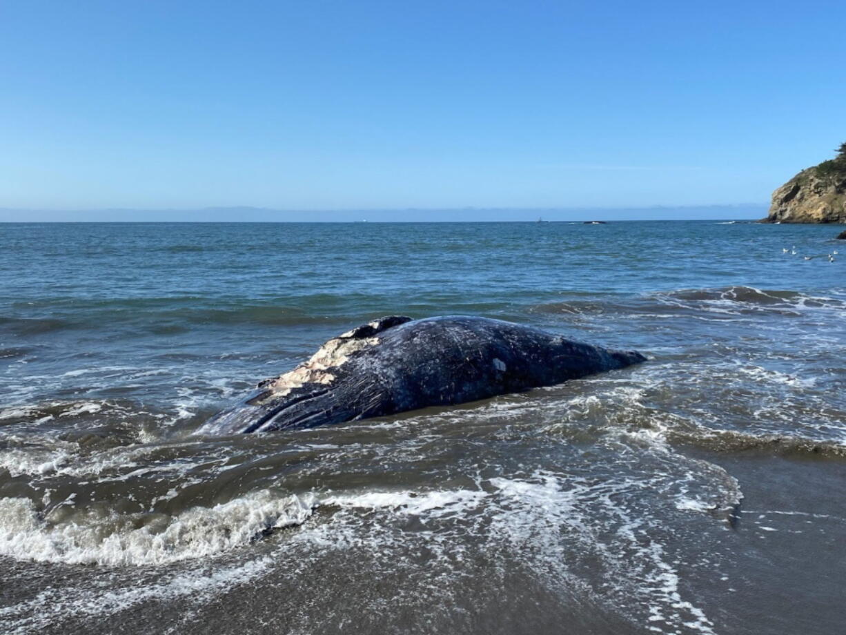 This Thursday, April 8, 2021 photo provided by the Marine Mammal Center shows an adult female gray whale that washed up on Muir Beach cause of death believe to be trauma due to ship strike. Four dead gray whales have washed ashore San Francisco Bay Area beaches in the last nine days and experts said Friday, April 9, 2021, one was struck by a ship. They were trying to determine how the other three died. &quot;It&#039;s alarming to respond to four dead gray whales in just over a week because it really puts into perspective the current challenges faced by this species,&quot; says Dr.