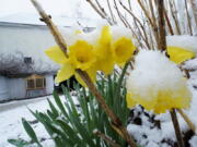 Snow covers daffodils during a spring storm, Friday, April 16, 2021, in in East Derry, N.H. Some portions of New England received about a half a foot of snow from the storm.