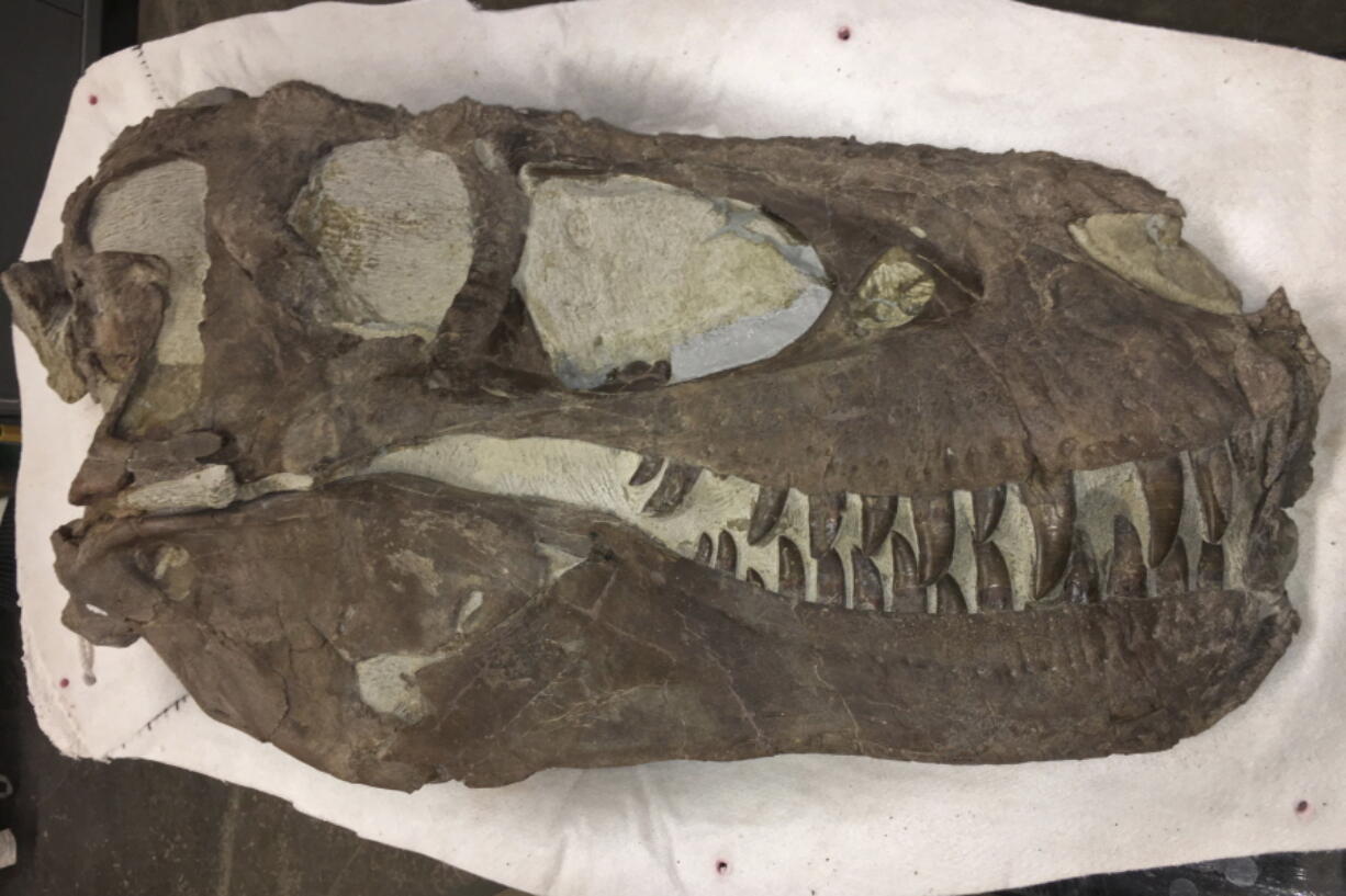 A "Hollywood" dinosaur specimen that was discovered approximately 2 miles north of the Rainbows and Unicorns Quarry on Grand Staircase-Escalante National Monument in Utah on Feb. 26, 2019.