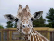 A giraffe named April is seen June 3, 2018, at Animal Adventure Park in Harpursville, N.Y.